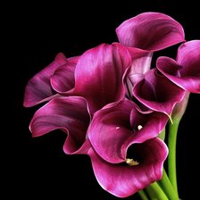 Схема вышивки «Каллы»