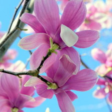 Схема вышивки «Цветы»