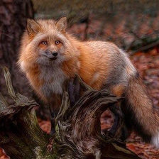 Схема вышивки «лиса»