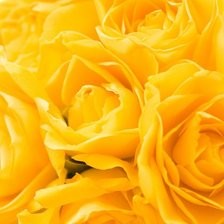 Схема вышивки «розы»