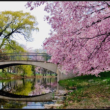 цветущая весна