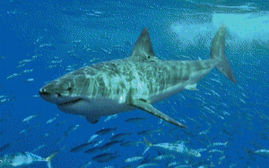 Акула - пляж, рыбы, море - предпросмотр