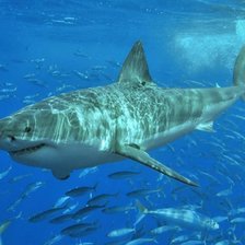 Схема вышивки «Акула»