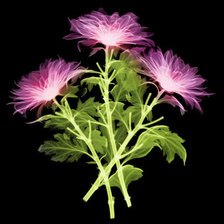 Схема вышивки «№771112»