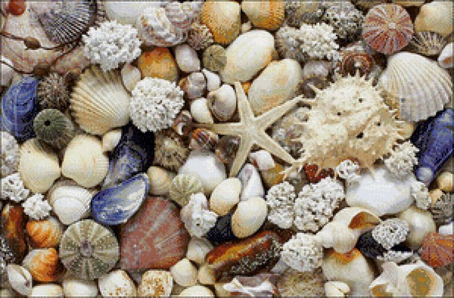 Ракушки - предпросмотр