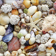 Схема вышивки «Ракушки»