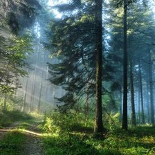 Схема вышивки «Туман в лесу»