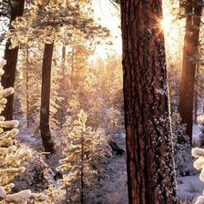 Схема вышивки «лес»