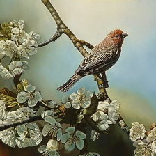 Схема вышивки «Птица на яблоне»