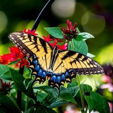 Схема вышивки «бабочка»