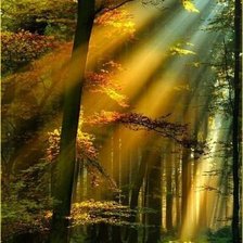 Схема вышивки «Лесное солнце.»