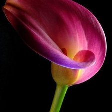 Схема вышивки «Калла»