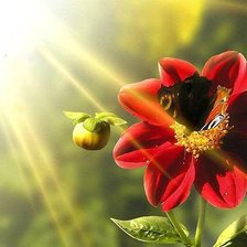 Схема вышивки «Цветы»