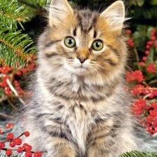 Схема вышивки «котенок»