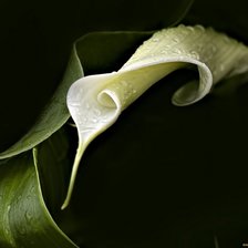 Схема вышивки «Калла»