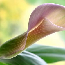 Схема вышивки «Калла»