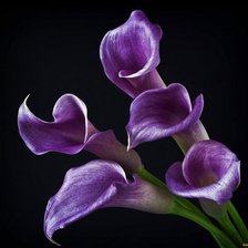 Схема вышивки «Каллы»