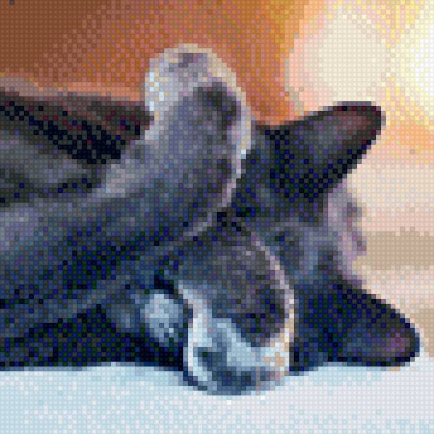 Кот - cat, кот - предпросмотр