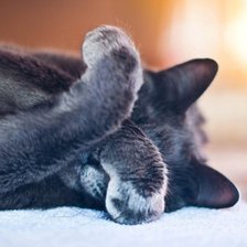 Схема вышивки «Кот»