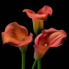 Схема вышивки «Каллы»