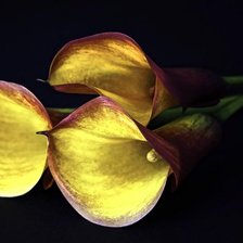 Схема вышивки «Каллы»