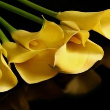 Схема вышивки «Каллы»