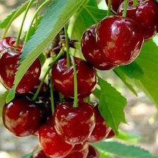 Схема вышивки «Шпанка»