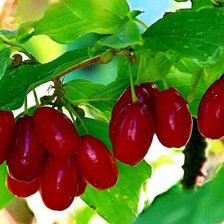 Схема вышивки «Кизил»