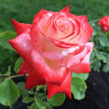 Схема вышивки «Моя роза»