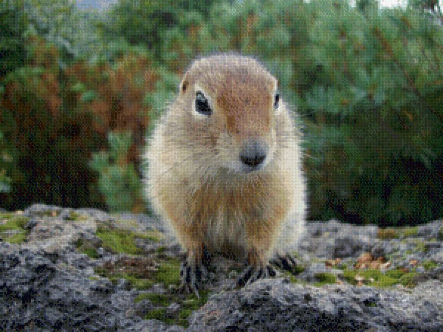 Евражка - суслик, животные, зверь - предпросмотр