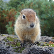 Схема вышивки «Евражка»