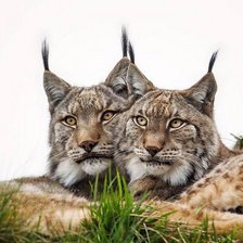 Схема вышивки «Животный мир»