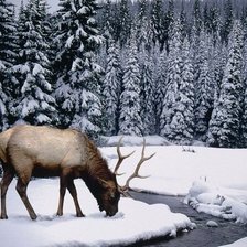 Животный мир