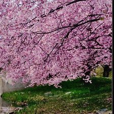 Схема вышивки «цветущая весна часть 2»