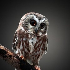 Схема вышивки «№771996»