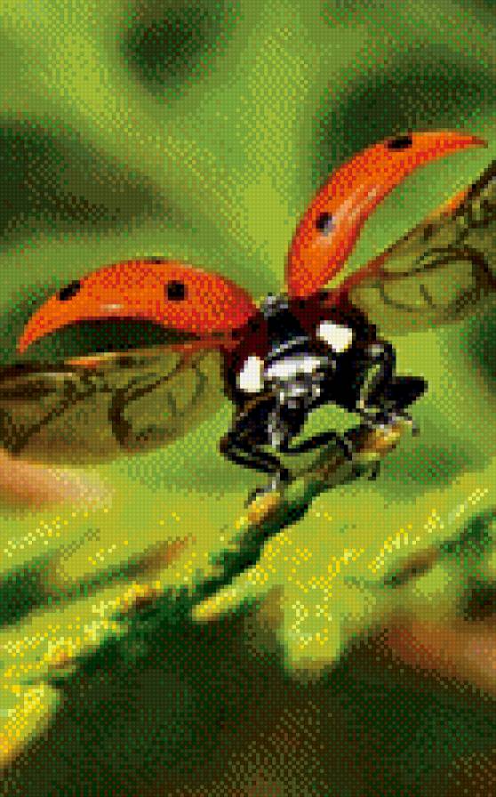 божья коровка - предпросмотр