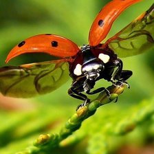 Схема вышивки «божья коровка»