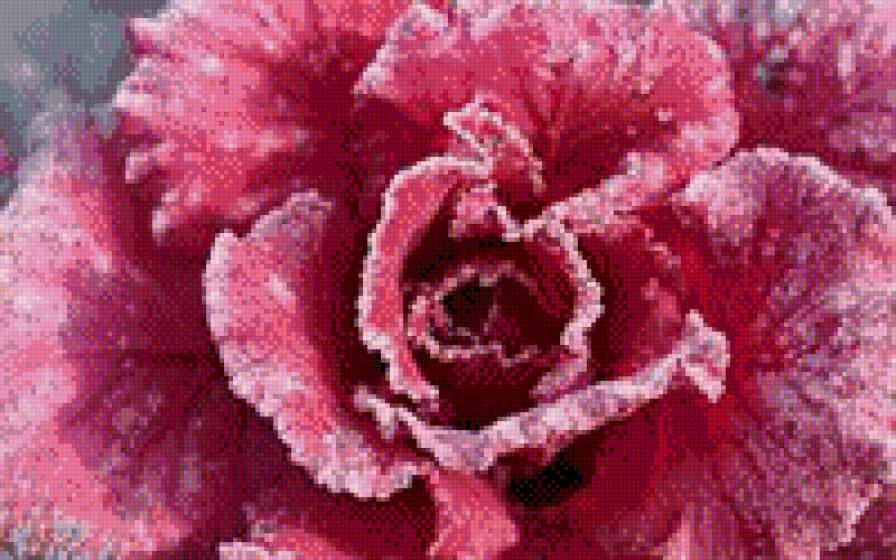 роза - цветы - предпросмотр