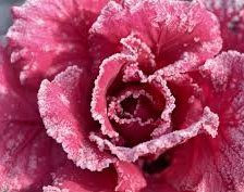 Схема вышивки «роза»