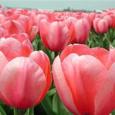 Схема вышивки «поле тюльпанов»