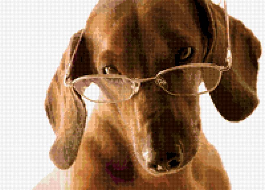 А таксе все же так идут очки! - скотина с очками, такса, очки, сабака для тех, кто может ошибаться - предпросмотр