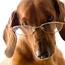 А таксе все же так идут очки!