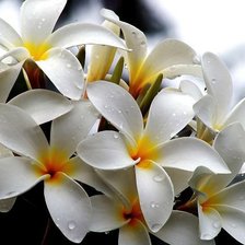 Схема вышивки «sxema-1»