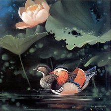 лотос и мандаринки