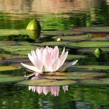 Схема вышивки «кувшинка»