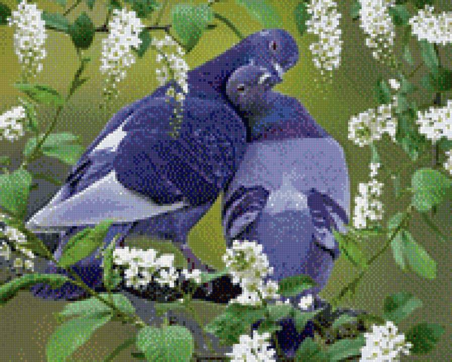 голуби - птицы - предпросмотр