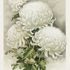 Схема вышивки «хризантемы»