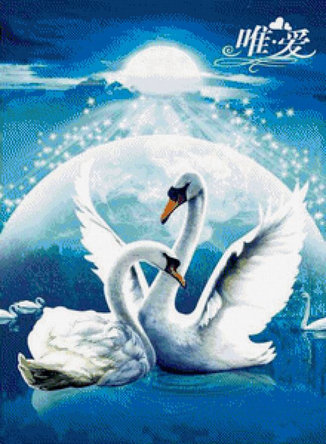 Лебеди - природа, лебеди, закат, животные - предпросмотр