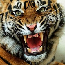 Схема вышивки «Тигр»