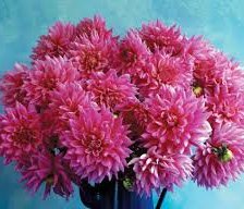 Схема вышивки «букет георгинов»